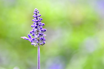 Image showing Blooming blue bugleweeds Ajuga