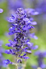 Image showing Blooming blue bugleweeds Ajuga