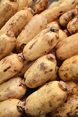 Image showing Fresh Lotus root