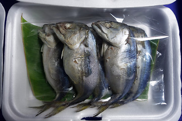 Image showing Mae Klong Mackerel fish sold on market