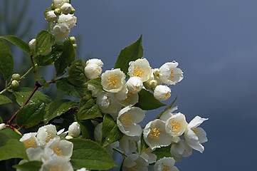 Image showing Branch of a jasmine