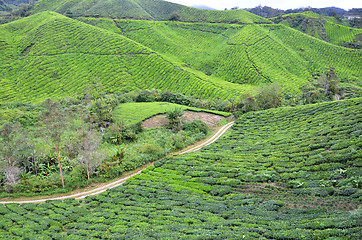 Image showing Tea plantation located in Cameron Highlands