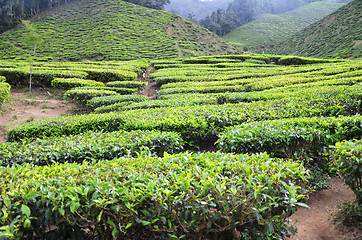 Image showing Tea plantation located in Cameron Highlands