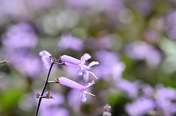 Image showing Plectranthus Mona Lavender flowers