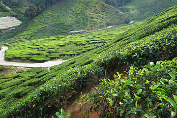 Image showing Tea Plantation in the Cameron Highlands in Malaysia