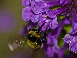 Image showing Bumblebee