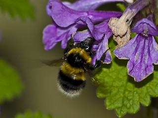 Image showing Bumblebee