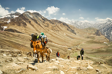 Image showing Donkey with load in Nepal