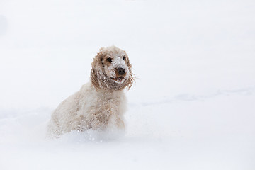 Image showing english cocker spaniel dog playing in snow winter