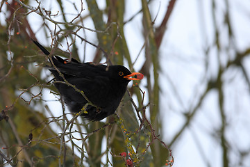 Image showing male of Common black bird in winter