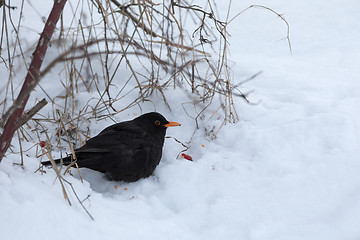 Image showing male of Common black bird in winter