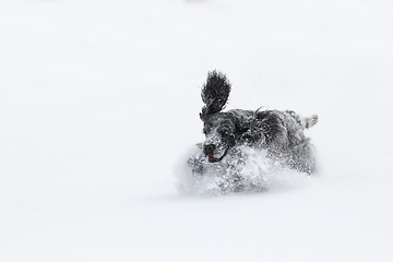 Image showing english cocker spaniel dog playing in fresh snow