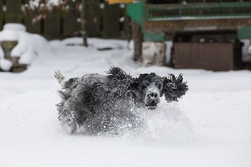 Image showing english cocker spaniel dog playing in fresh snow