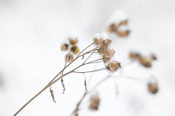 Image showing natural winter background