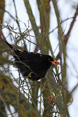 Image showing male of Common black bird in winter