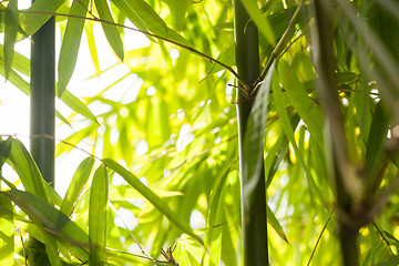 Image showing Bamboo shoots