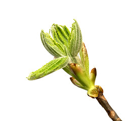 Image showing Spring twig of horse chestnut tree with young green buds