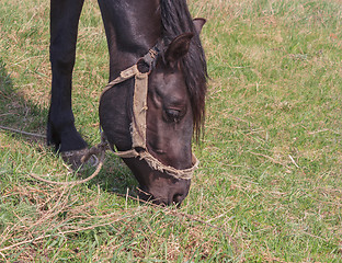 Image showing Portrait of a black horse on a background of green grass