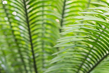 Image showing Close-up palm fronds with thorns sunlit backlight