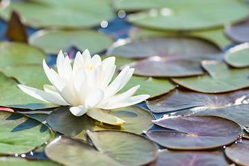 Image showing Backlit sunlight white water lily single flower