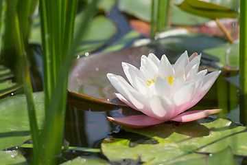 Image showing Single white and pink lotus flower in wild pond