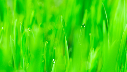 Image showing Microgreens Growing Panoramic Dew on Wheatgrass Blades