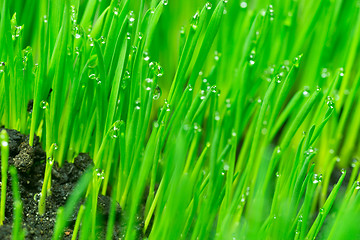 Image showing Microgreens Growing Panoramic Dew on Wheatgrass Blades