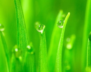 Image showing Microgreens Growing Panoramic Dew on Wheatgrass Blades