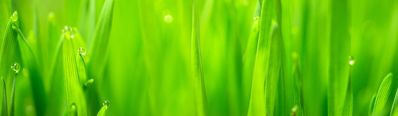 Image showing Microgreens Growing Panoramic Dew on Wheatgrass Blades