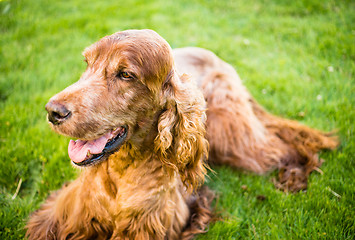 Image showing Purebred Irish Setter Dog Canine Pet Laying Down