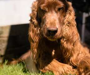 Image showing Don't Tread on Me Purebred Irish Setter Dog Canine Pet 