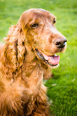 Image showing Purebred Irish Setter Dog Canine Pet Sitting