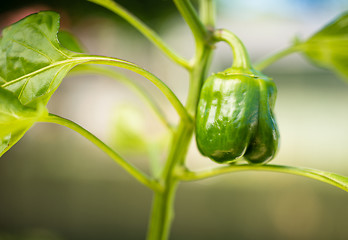 Image showing Potted Green Pepper Plant Round Food Vegetable