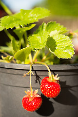 Image showing Young Potted Strawberry Plant Already Bearing Fruit