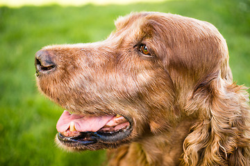 Image showing Purebred Irish Setter Dog Canine Pet Sitting