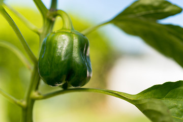 Image showing Potted Green Pepper Plant Round Food Vegetable
