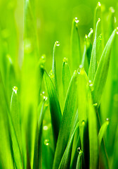 Image showing Microgreens Growing Panoramic Dew on Wheatgrass Blades