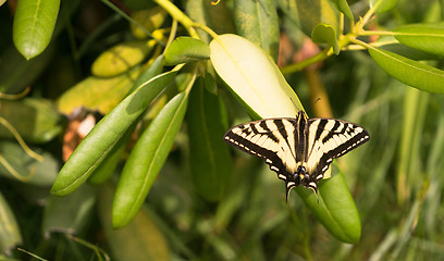 Image showing Swallowtail Butterfly Insect Resting Garden Plant Leaf