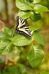 Image showing Swallowtail Butterfly Resting Rose Bush Leaf