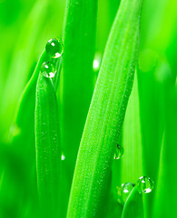 Image showing Microgreens Growing Panoramic Dew on Wheatgrass Blades