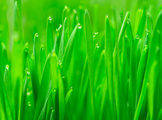 Image showing Microgreens Growing Panoramic Dew on Wheatgrass Blades