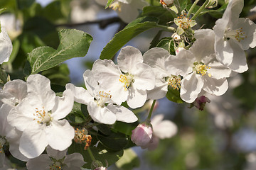 Image showing White apple flowers in May