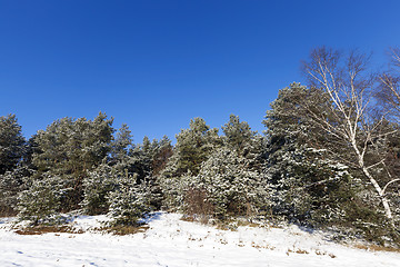 Image showing spruce in the snow, winter