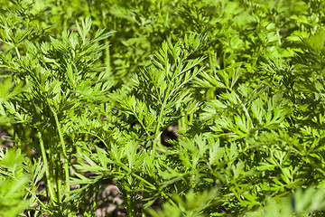 Image showing green parsley in a field