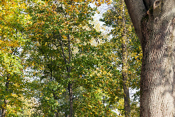 Image showing yellowed maple trees in autumn