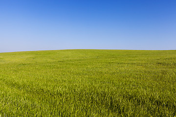 Image showing Field with cereal