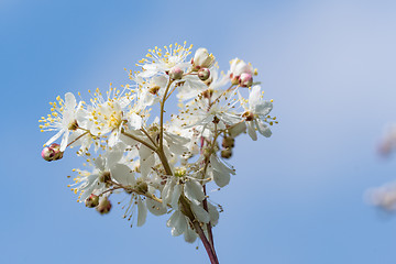 Image showing White summer flower close up