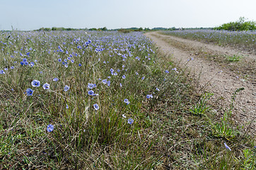 Image showing Blue flax flowers by a gravel road