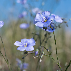 Image showing Blue flax flowers closeup