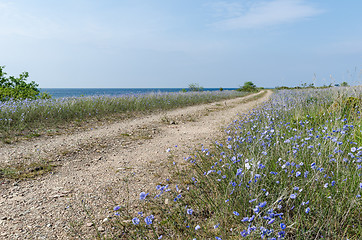 Image showing Blue flowers by roadside